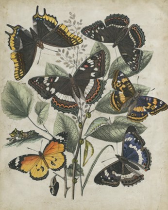 Framed Butterfly Haven II Print