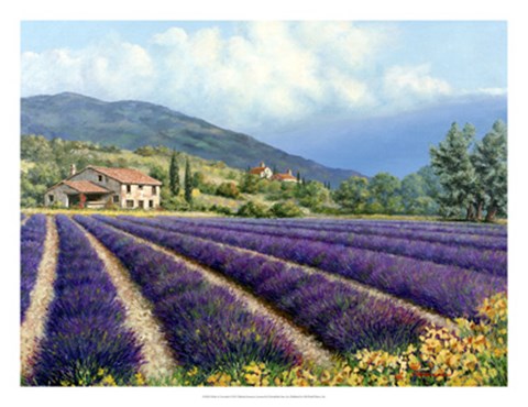 Framed Fields Of Lavender Print