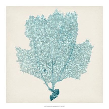 Framed Sea Fan III Print