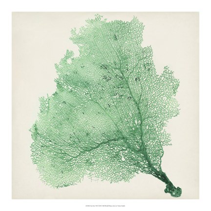 Framed Sea Fan VII Print