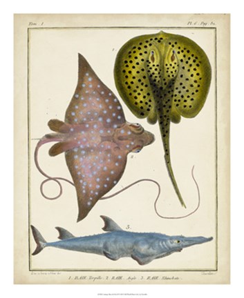 Framed Antique Rays &amp; Fish II Print