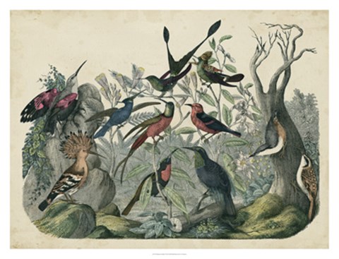 Framed Habitat for Birds Print