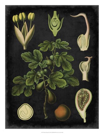 Framed Study in Botany IV Print