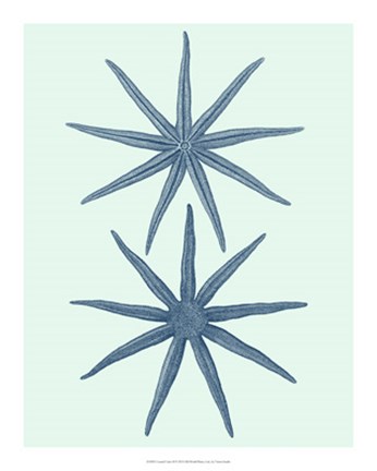 Framed Coastal Curio II Print