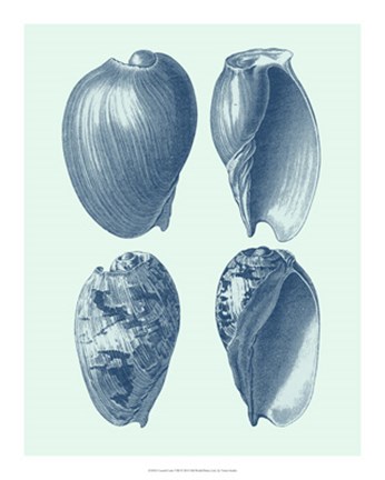 Framed Coastal Curio VIII Print