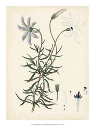 Framed Splendors of Botany II Print