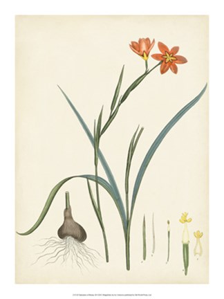 Framed Splendors of Botany III Print