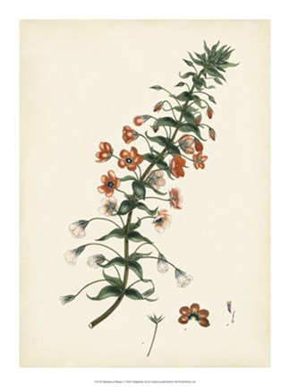 Framed Splendors of Botany V Print