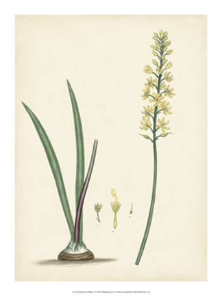 Framed Splendors of Botany VI Print