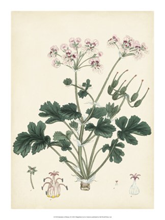Framed Splendors of Botany IX Print