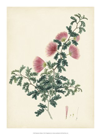 Framed Splendors of Botany X Print