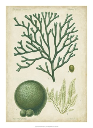 Framed Seaweed Specimen in Green IV Print