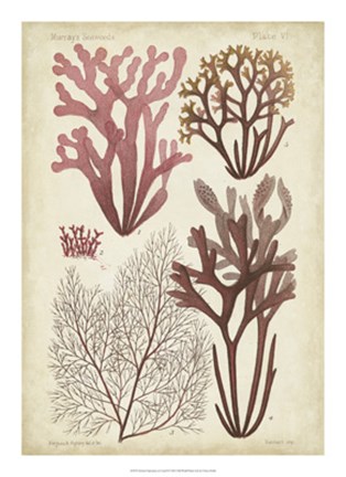 Framed Seaweed Specimen in Coral II Print