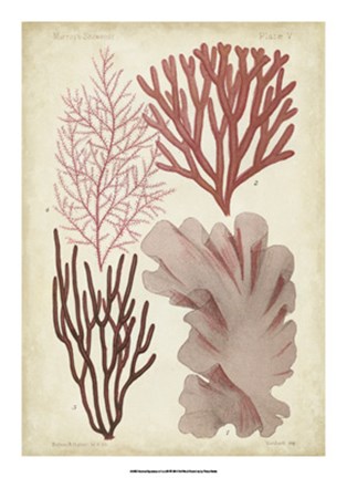 Framed Seaweed Specimen in Coral III Print