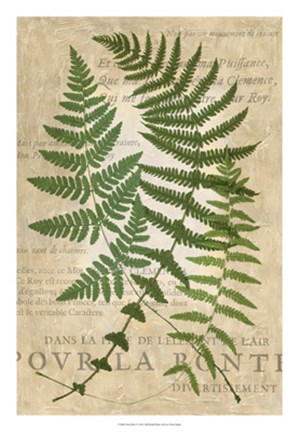 Framed Fern Folio I Print