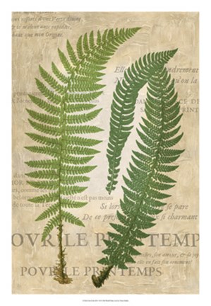 Framed Fern Folio III Print