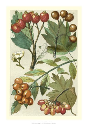 Framed Fruits &amp; Foliage IV Print