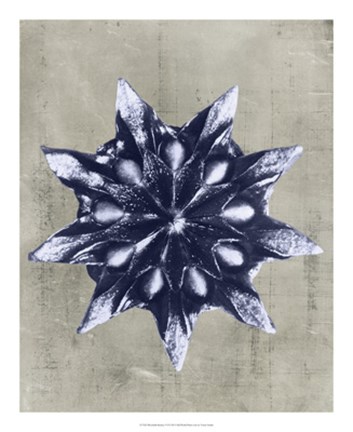 Framed Blossfeldt Redeux VI Print