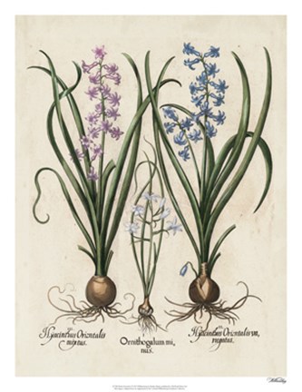 Framed Besler Hyacinth I Print