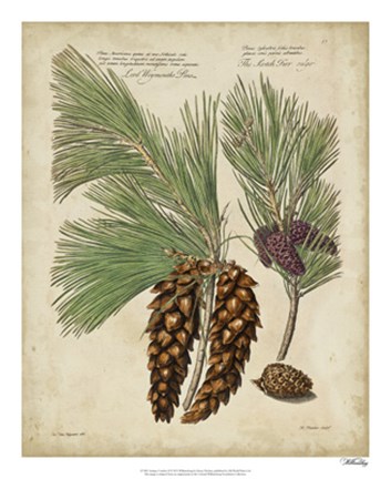 Framed Antique Conifers II Print