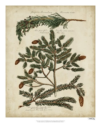 Framed Antique Conifers IV Print