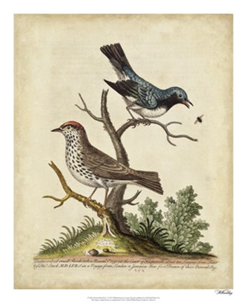 Framed Edwards Bird Pairs V Print