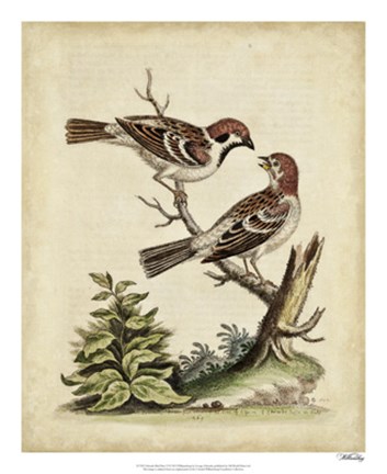 Framed Edwards Bird Pairs VI Print