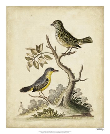 Framed Edwards Bird Pairs VII Print