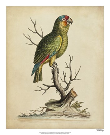 Framed Edwards Parrots III Print