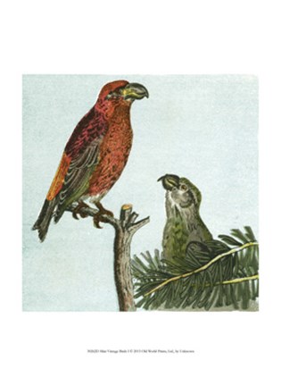 Framed Mini Vintage Birds I Print