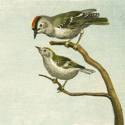 Framed Mini Vintage Birds II Print