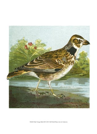 Framed Mini Vintage Birds III Print