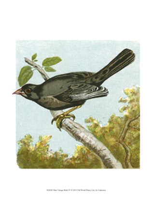 Framed Mini Vintage Birds IV Print