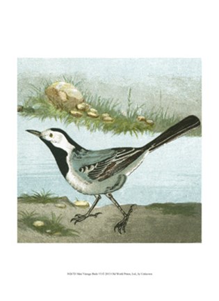 Framed Mini Vintage Birds VI Print