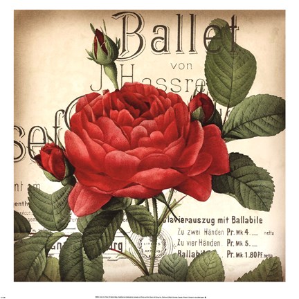 Framed Scent of a Rose I Print