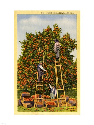 Framed Picking Oranges in California, Vintage Post Card Print