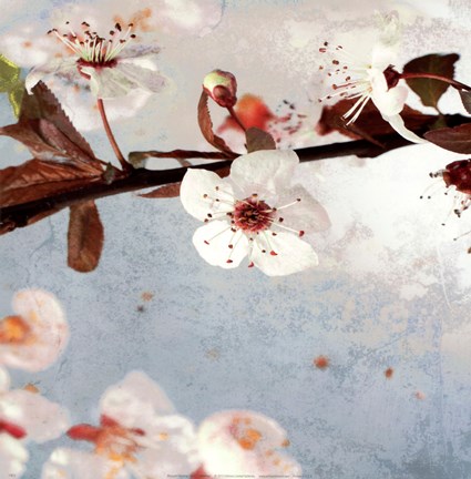 Framed Blossom Morning I Print