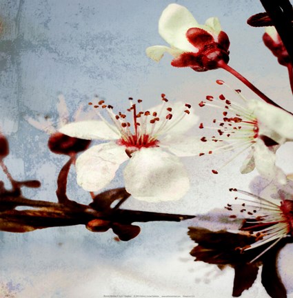 Framed Blossom Morning 3 Print