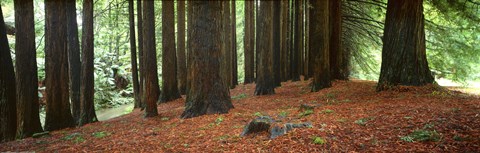 Framed Redwoods 2 Print