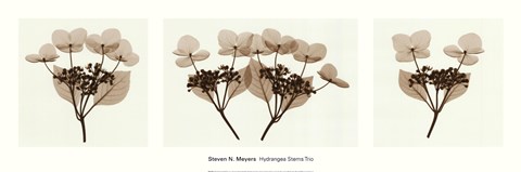 Framed Hydrangea Stem Trio Print
