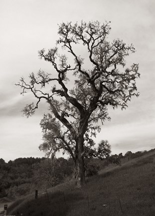 Framed Tree 3 B&amp;W Print
