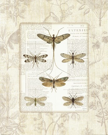 Framed Dragonfly Botanical Print