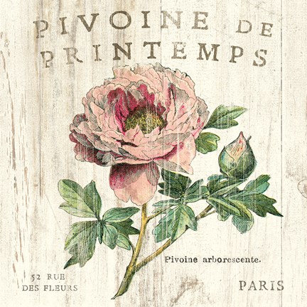 Framed Pivoine de Printemps Print