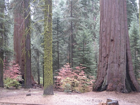 Framed Sequoia Trees 3 Print