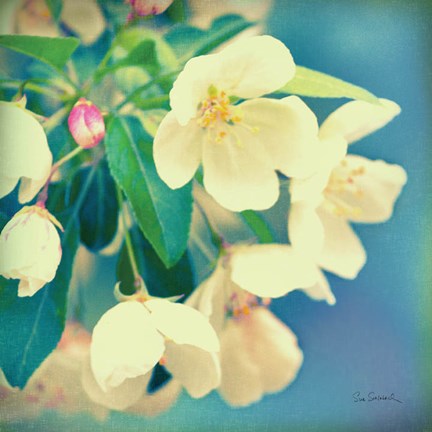 Framed Natures Apple Blossom Print