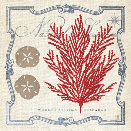 Framed Pacific Sea Fern Print