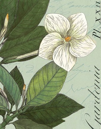 Framed Botanique Bleu III Print