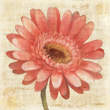 Framed Blushing Gerbera on Cream Print