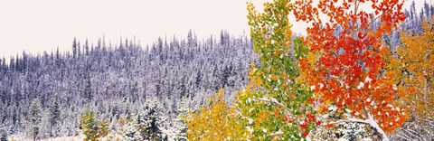 Framed Winter, Aspens, USA Print