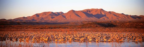 Framed Sandhill Crane, Bosque Del Apache, New Mexico, USA Print
